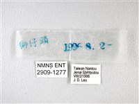 橙翅傘弄蝶藏品圖，第3張