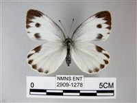 緣點白粉蝶藏品圖，第1張