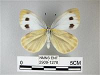 緣點白粉蝶藏品圖，第2張