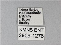 緣點白粉蝶藏品圖，第3張