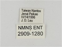 淡褐脈粉蝶藏品圖，第3張