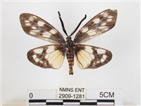 蓬萊茶斑蛾藏品圖，第2張