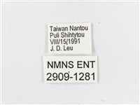 蓬萊茶斑蛾藏品圖，第3張