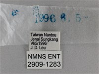 黃星弄蝶藏品圖，第3張