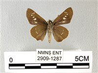 禾弄蝶藏品圖，第2張