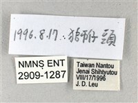 禾弄蝶藏品圖，第3張