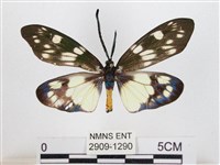 蓬萊茶斑蛾藏品圖，第1張