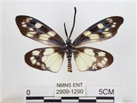 蓬萊茶斑蛾藏品圖，第2張