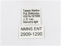 蓬萊茶斑蛾藏品圖，第3張