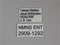 枯葉蝶藏品圖，第3張