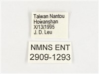 玉帶黛眼蝶藏品圖，第3張
