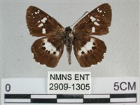 玉帶弄蝶藏品圖，第1張