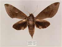 鋸線天蛾藏品圖，第1張