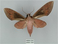 鋸線天蛾藏品圖，第2張