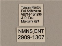 鋸線天蛾藏品圖，第3張