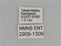 臺灣絹蛺蝶藏品圖，第3張
