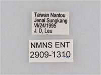 密紋波眼蝶藏品圖，第3張