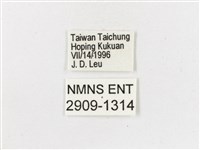 布氏蔭眼蝶藏品圖，第3張