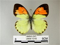 異粉蝶、雌白黃蝶藏品圖，第1張