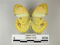 異粉蝶、雌白黃蝶藏品圖，第2張