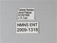 異粉蝶、雌白黃蝶藏品圖，第3張