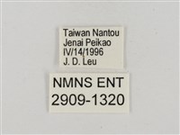 淡褐脈粉蝶藏品圖，第3張