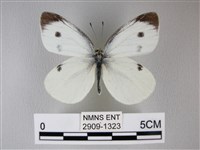 白粉蝶、紋白蝶藏品圖，第1張