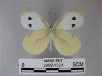 白粉蝶、紋白蝶藏品圖，第2張