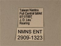 白粉蝶、紋白蝶藏品圖，第3張