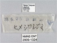 瓏灰蝶藏品圖，第3張