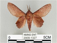 臺灣枯葉蛾藏品圖，第1張