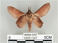 臺灣枯葉蛾藏品圖，第2張