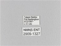 臺灣枯葉蛾藏品圖，第3張