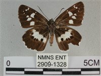 玉帶弄蝶藏品圖，第1張