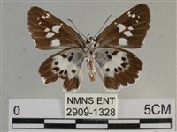 玉帶弄蝶藏品圖，第2張