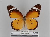 樺斑蝶藏品圖，第1張