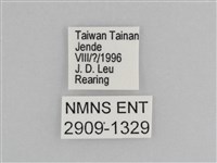 樺斑蝶藏品圖，第3張