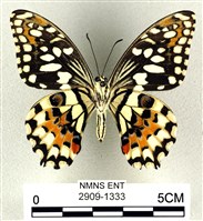 花鳳蝶、無尾鳳蝶藏品圖，第2張