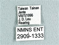 花鳳蝶、無尾鳳蝶藏品圖，第3張