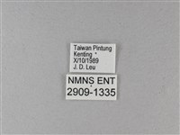 大白斑蝶藏品圖，第3張