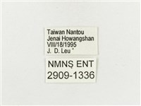 白斑蔭眼蝶藏品圖，第3張