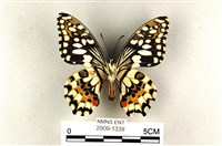 花鳳蝶、無尾鳳蝶藏品圖，第2張