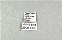 花鳳蝶、無尾鳳蝶藏品圖，第3張