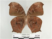 森林暮眼蝶、黑樹蔭蝶藏品圖，第2張