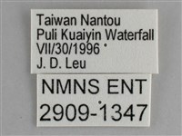 森林暮眼蝶、黑樹蔭蝶藏品圖，第3張