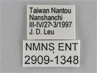 圓翅紫斑蝶藏品圖，第3張