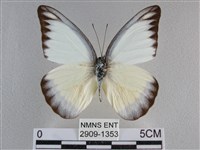 異色尖粉蝶藏品圖，第1張