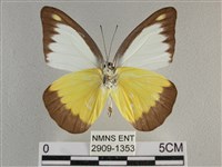 異色尖粉蝶藏品圖，第2張