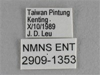 異色尖粉蝶藏品圖，第3張