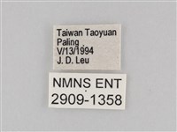 大波眼蝶藏品圖，第3張